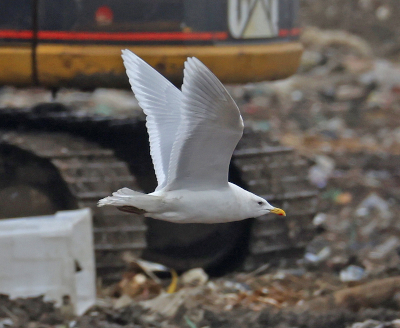 Iceland Gull