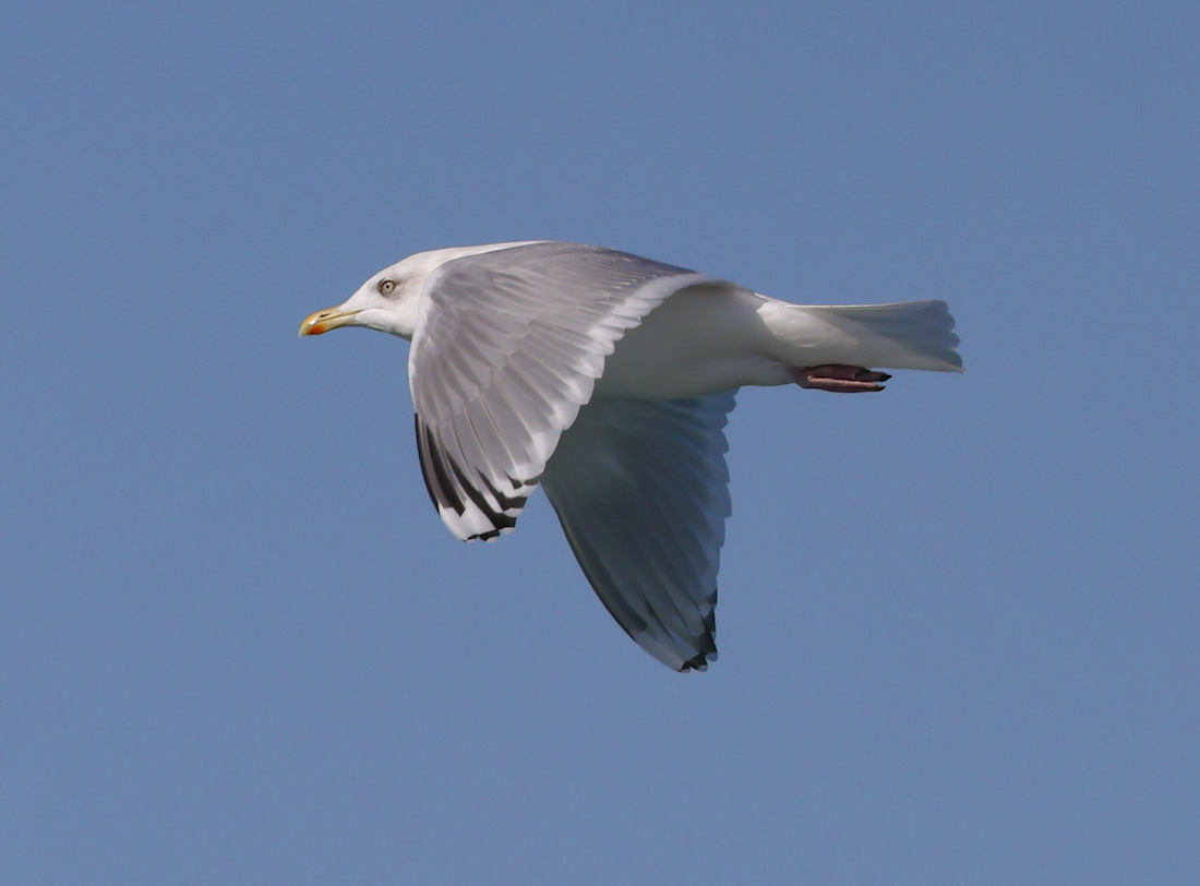 Iceland Gull 