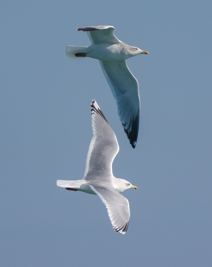Iceland Gull 
