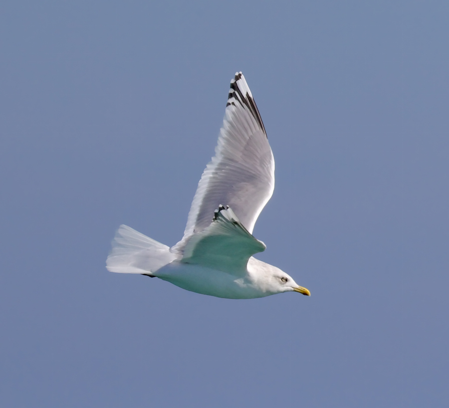 Iceland Gull 
