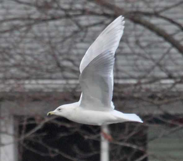 Iceland Gull (3rd cycle in flight)