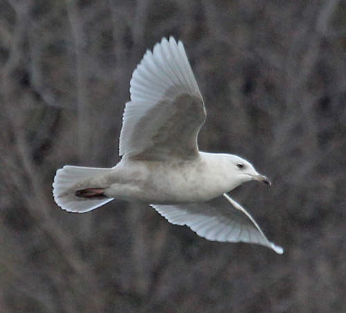 Iceland Gull (2nd cycle in flight)