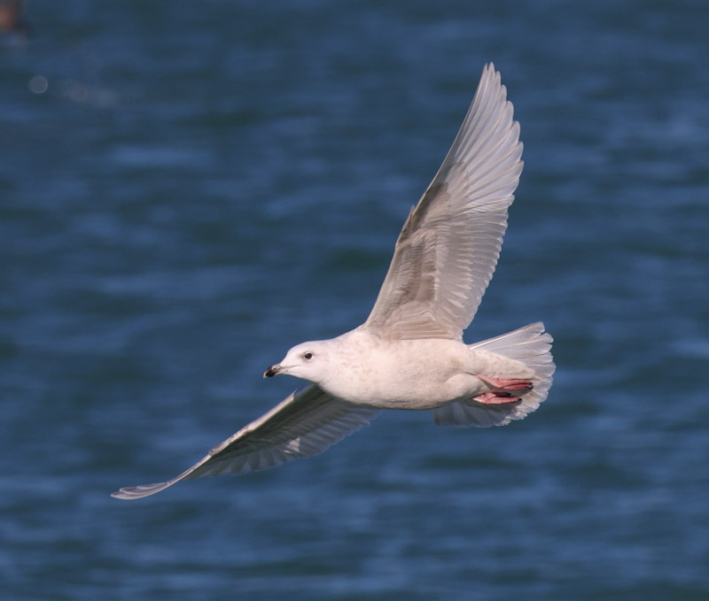 Iceland Gull (2nd cycle in flight)