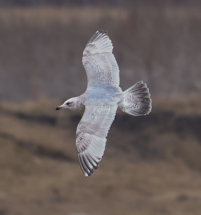 Iceland Gull 