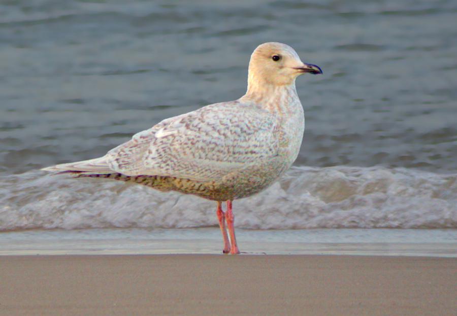 Iceland Gull