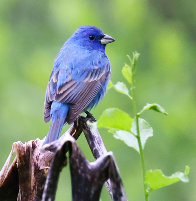 Indigo Bunting