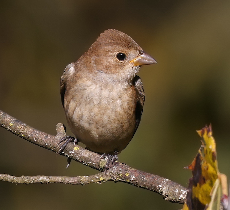 Indigo Bunting (female) photo #2