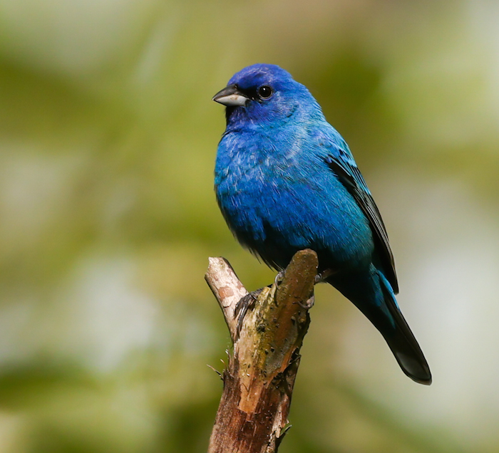 Indigo Bunting