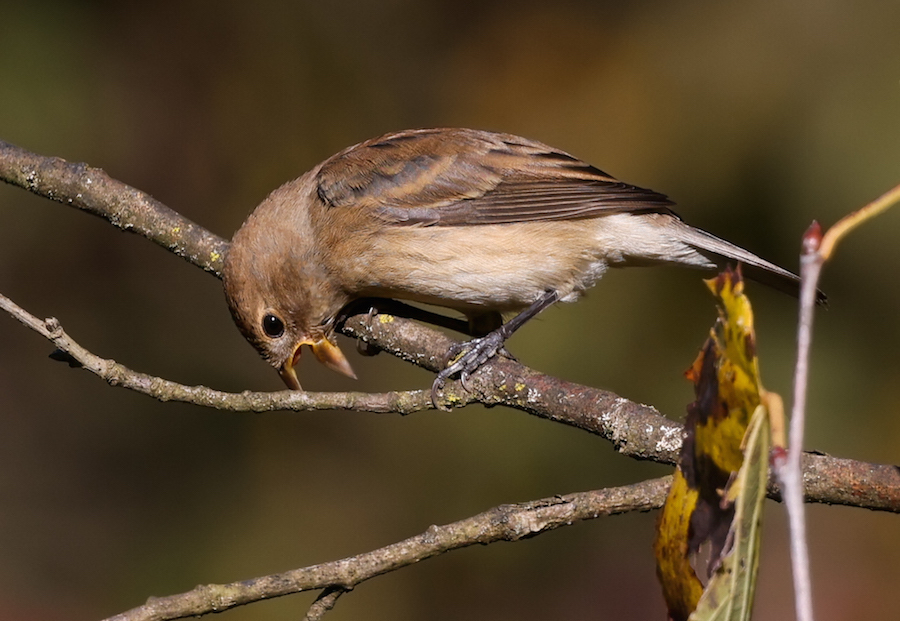 Indigo Bunting (female) photo #3