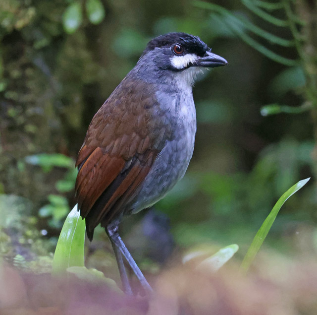 Jocotoco Antpitta