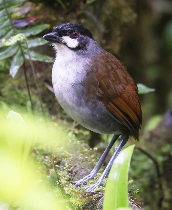 Jocotoco Antpitta