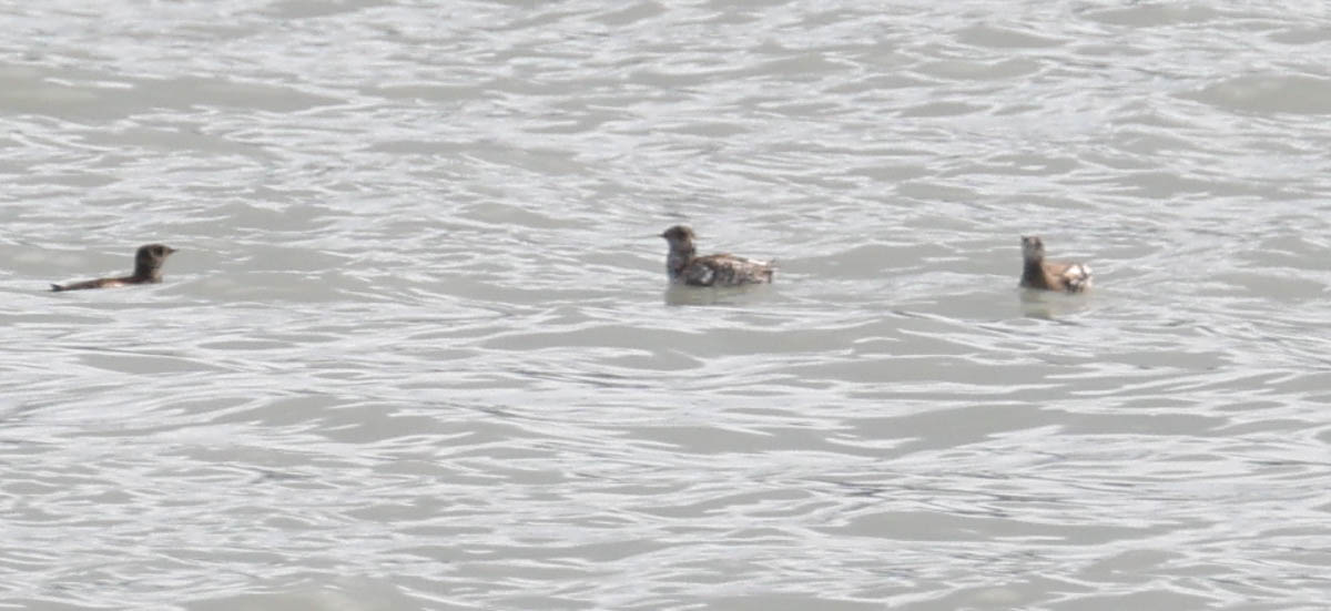 Kittlitz's Murrelet