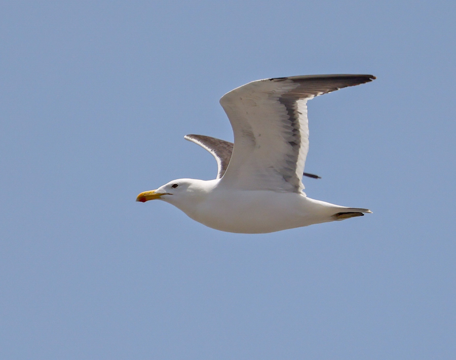 Kelp Gull