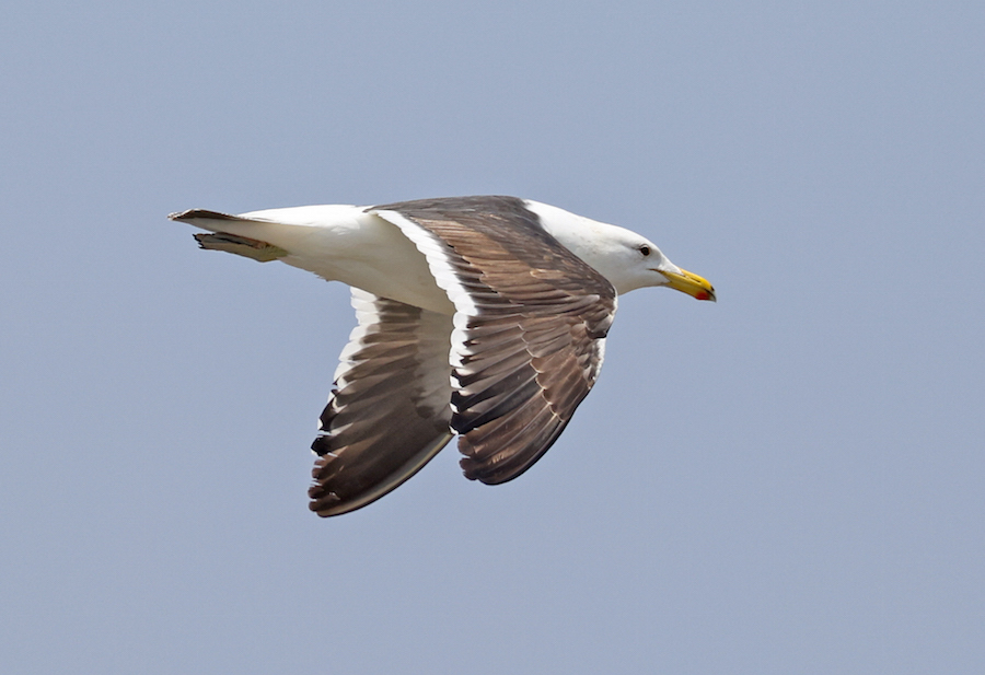 Kelp Gull