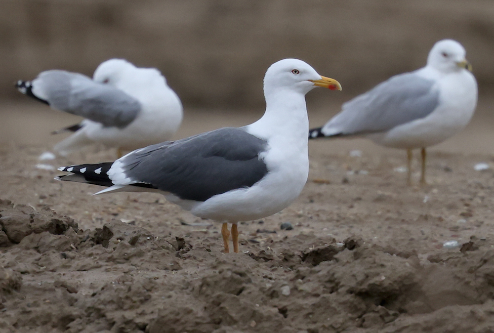Lesser Black-backed Gull