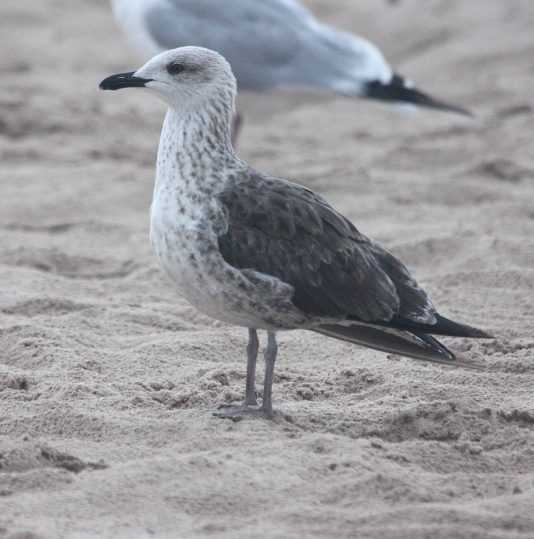 Lesser Black-backed Gull (Aug)