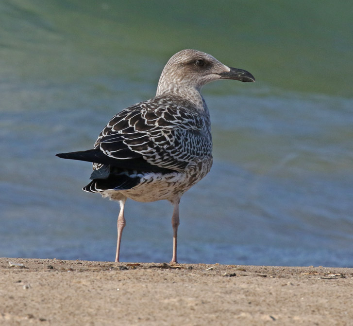 Lesser Black-backed Gull  (IN)