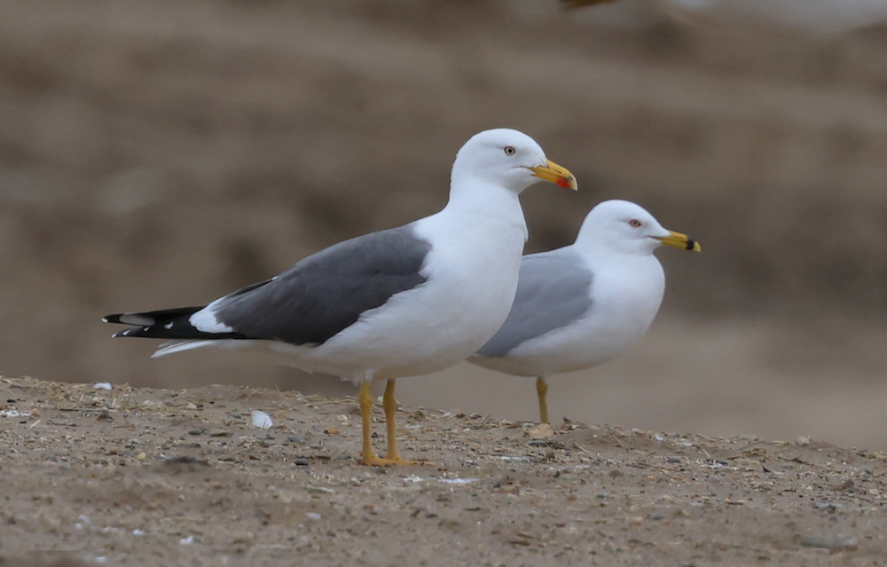 Lesser Black-backed Gull