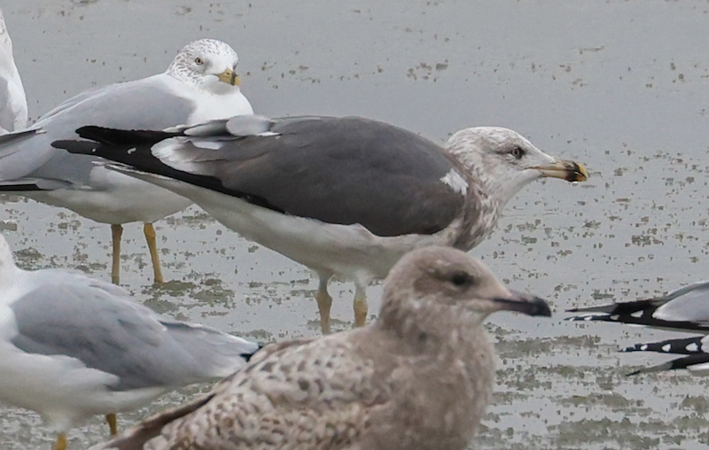 Lesser Black-backed Gull