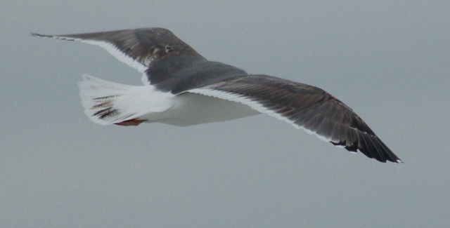 Lesser Black-backed Gull (third cycle in flight)