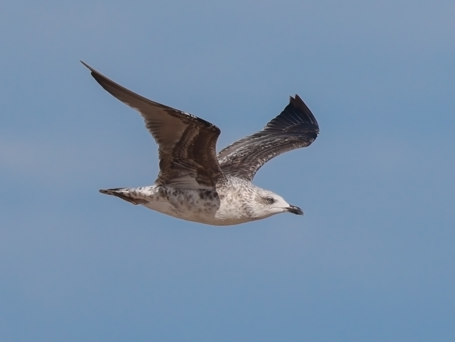 Lesser Black-backed Gull (2nd cycle in flight)