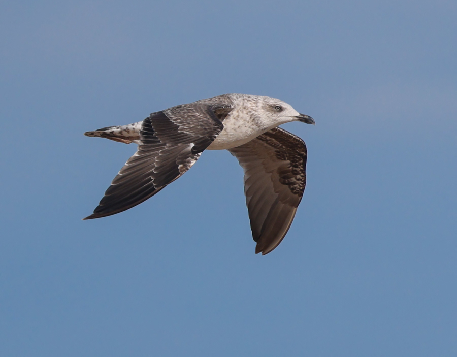 Lesser Black-backed Gull (2nd cycle in flight)