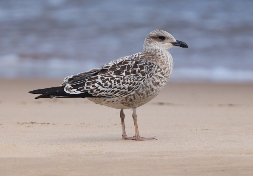Lesser Black-backed Gull  (IN)