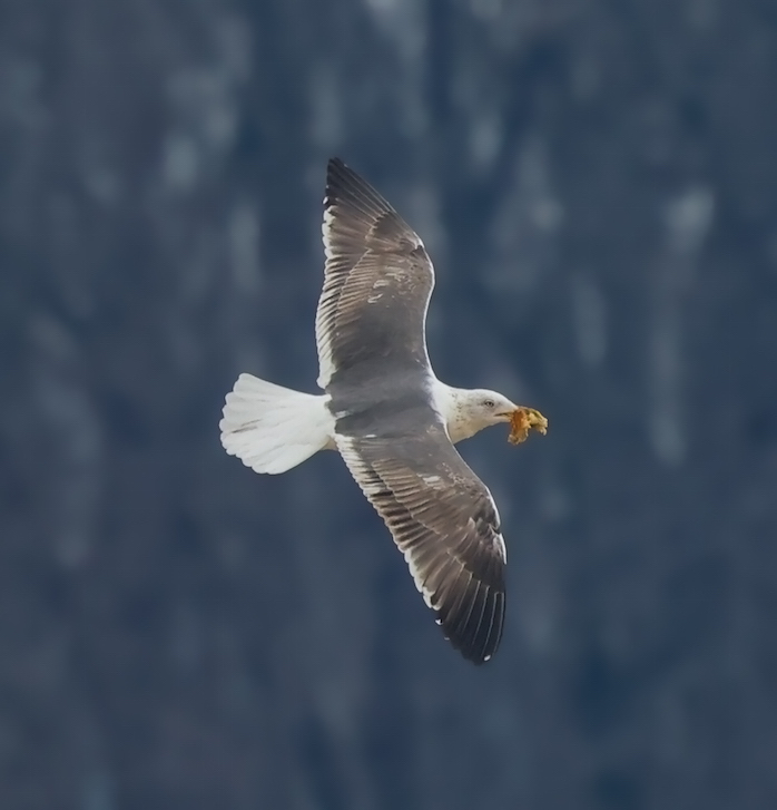 Lesser Black-backed Gull (2nd cycle in flight)