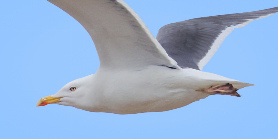 Lesser Black-backed Gull X Herring Gull hybrid (adult)
