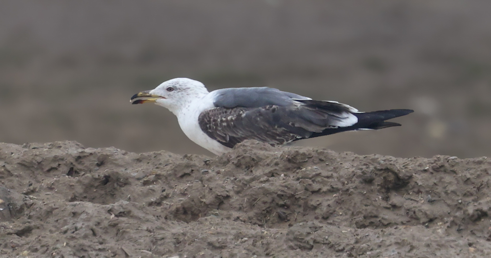 Lesser Black-backed Gull (Mar)