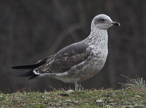Lesser Black-backed Gull (Feb)