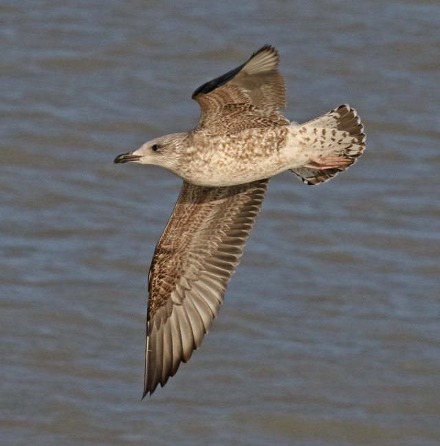 Lesser Black-backed Gull (1st cycle in flight)