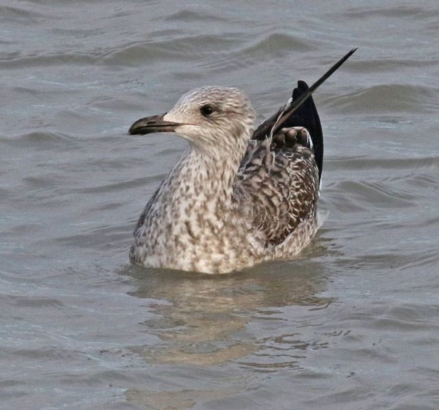Lesser Black-backed Gull  (IL)