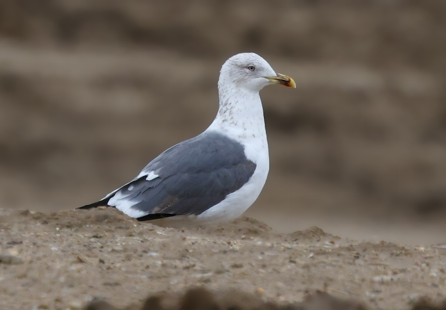 Lesser Black-backed Gull