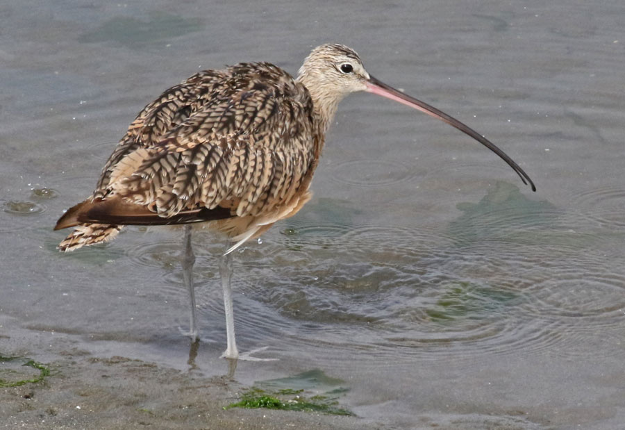 Long-billed Curlew photo #5