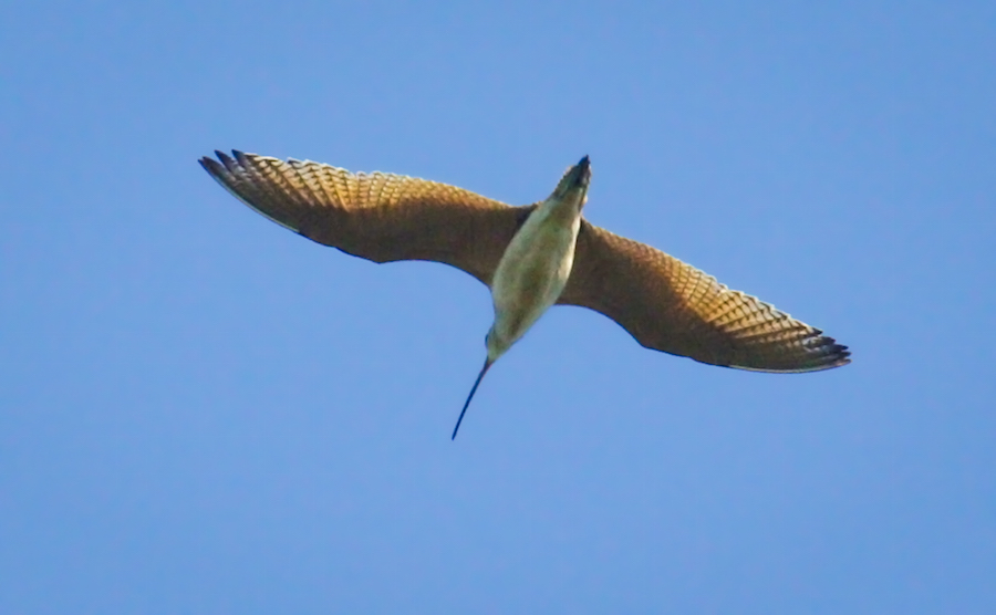 Long-billed Curlew (juvenile)