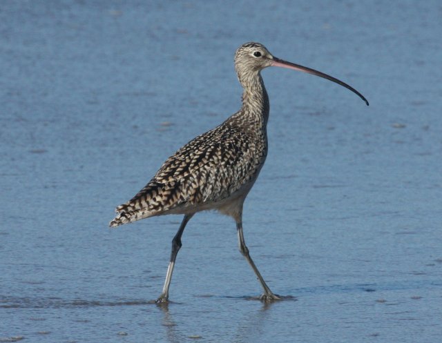 Long-billed Curlew photo #3