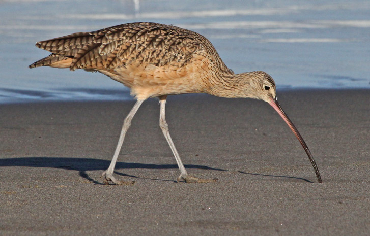 Long-billed Curlew photo #2