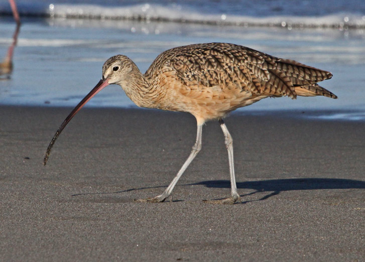 Long-billed Curlew photo #1