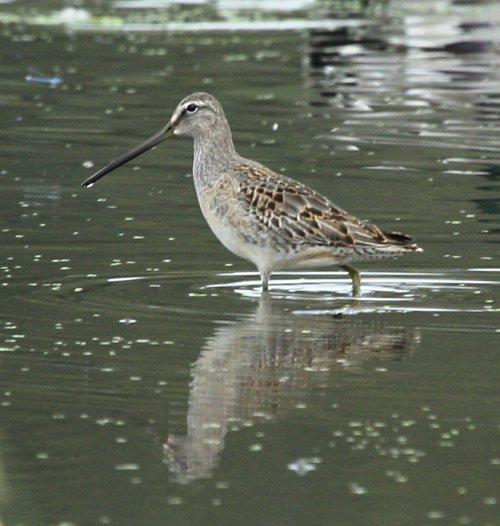 Long-billed Dowitcher (molting juvenile)