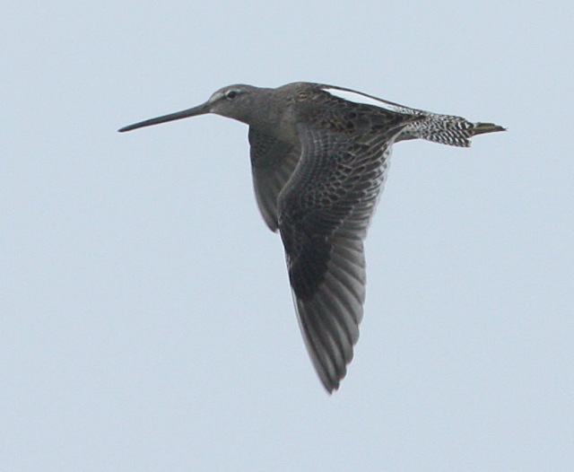 Long-billed Dowitcher (molting juvenile)