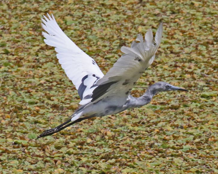 Little Blue Heron (1st cycle)