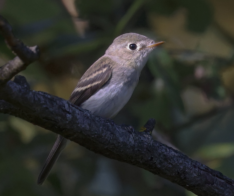 Least Flycatcher (juvenile)