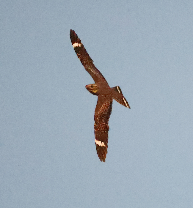 Lesser Nighthawk
