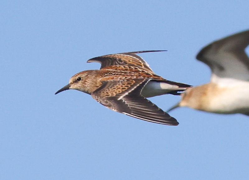 Least Sandpiper (juveniles in flight) photo #4