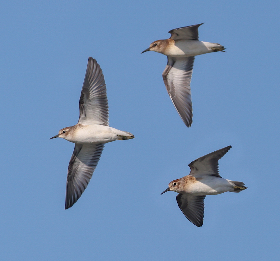 Least Sandpiper (juveniles in flight) photo #2