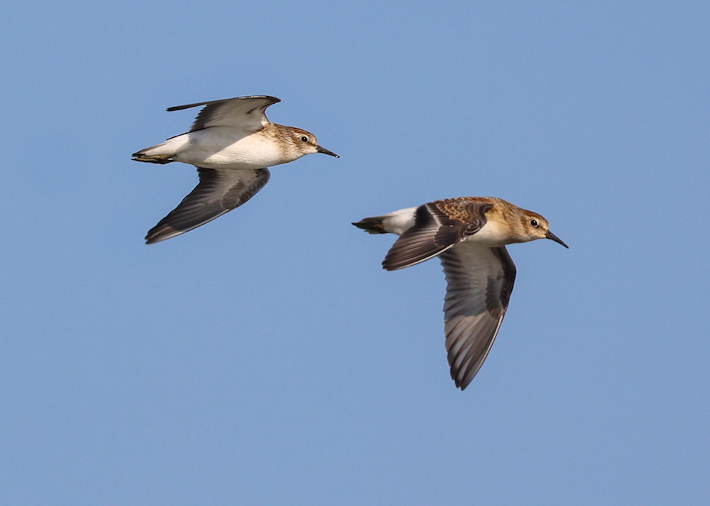 Least Sandpiper (juveniles in flight) photo #3