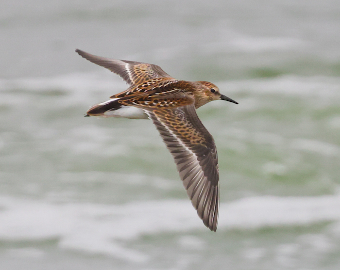 Least Sandpiper (juveniles in flight) photo #5