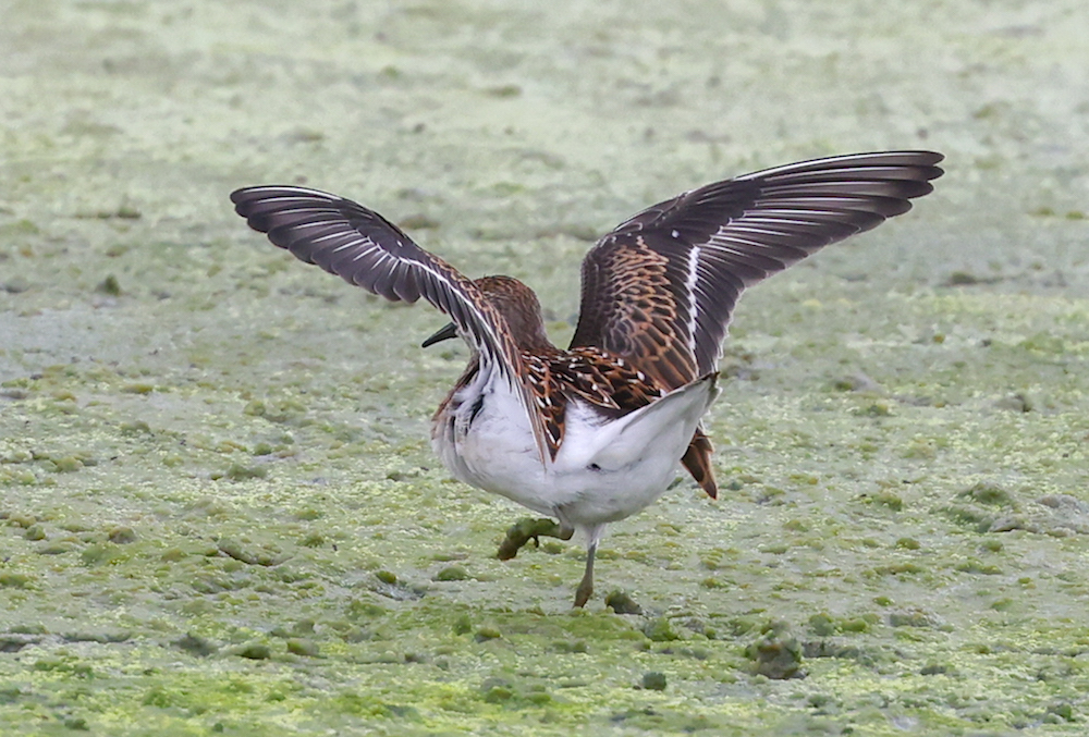 Least Sandpiper (juvenile in flight) photo #6