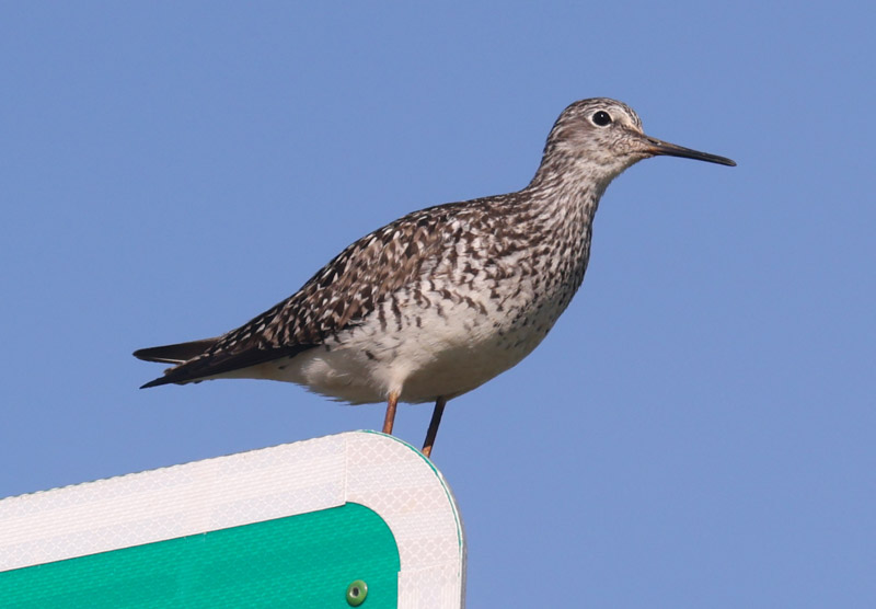 Lesser Yellowlegs photo #3